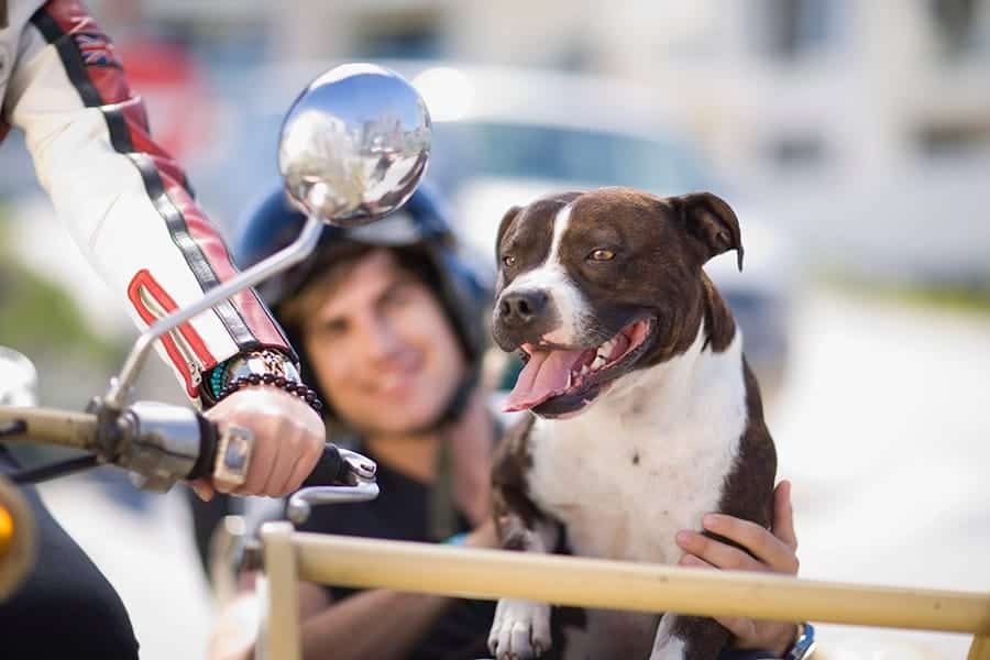 a brown and white dog with a motorcycle