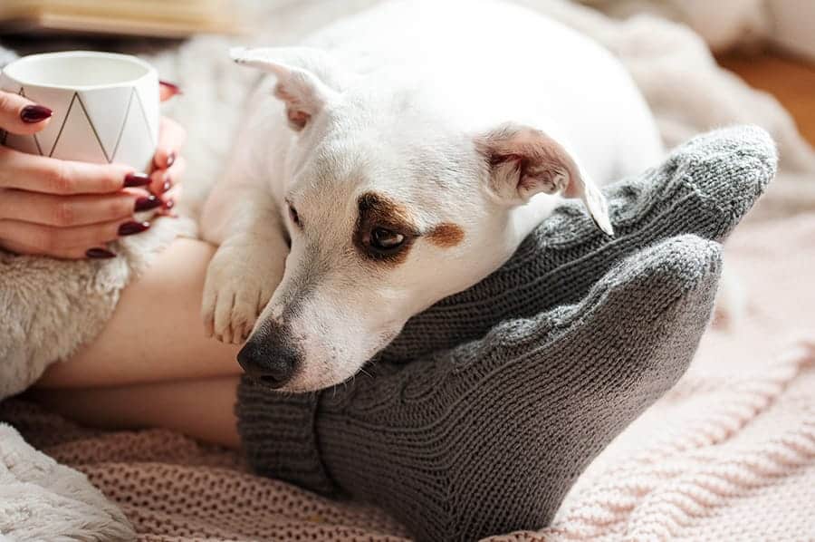 dog resting on feet with coffee