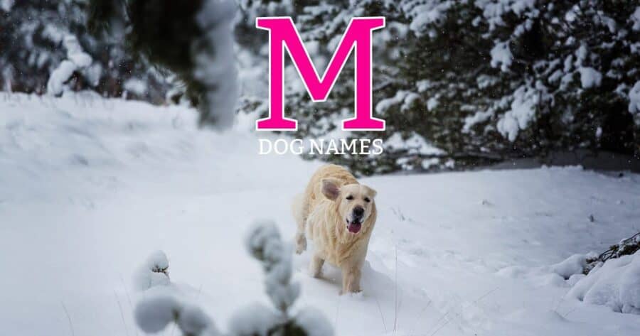 dog names thats start with m
