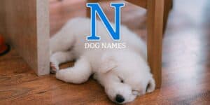 n dog names