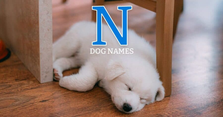 n dog names