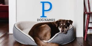 P dog names
