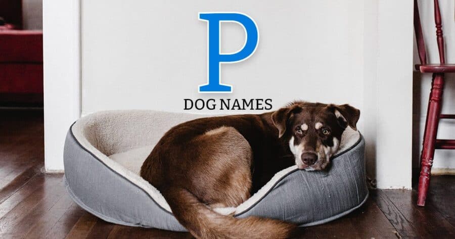 Dog Names That Start With P - (135+ Great Ideas)