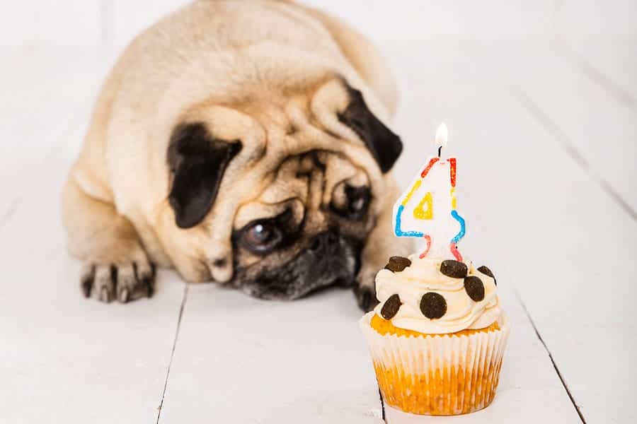 pug with a birthday cupcake