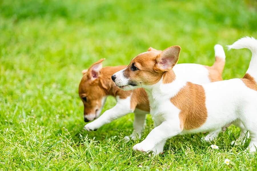 two jack russell terriers running