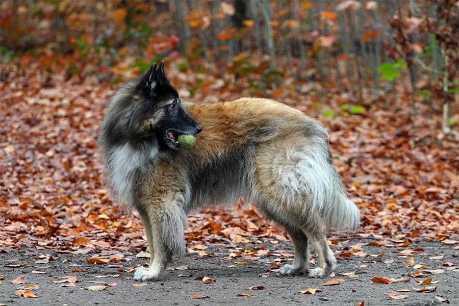 Belgian Tervuren with tennis ball in fall