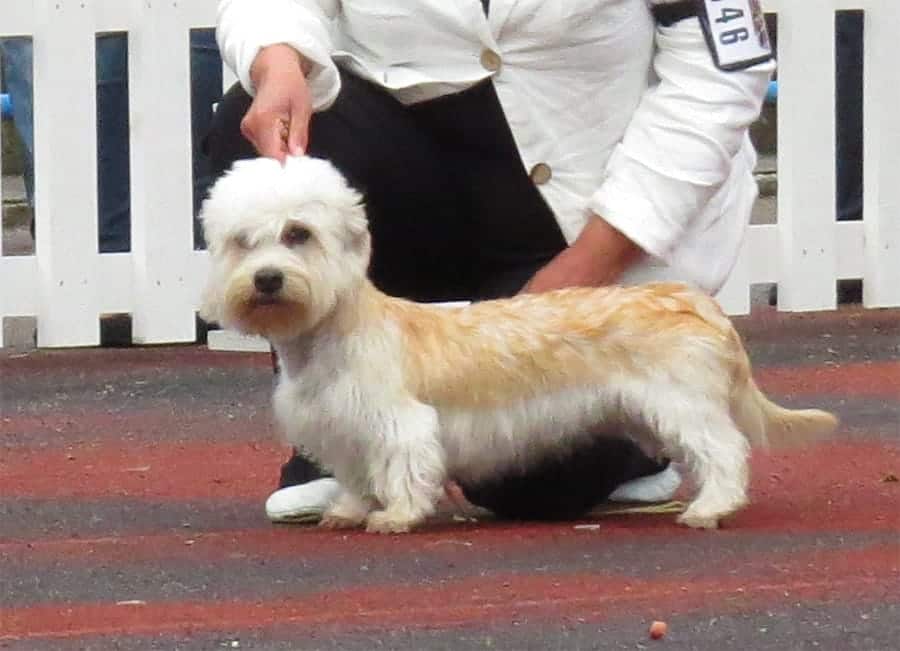 Dandie Dinmont Terrier dog show
