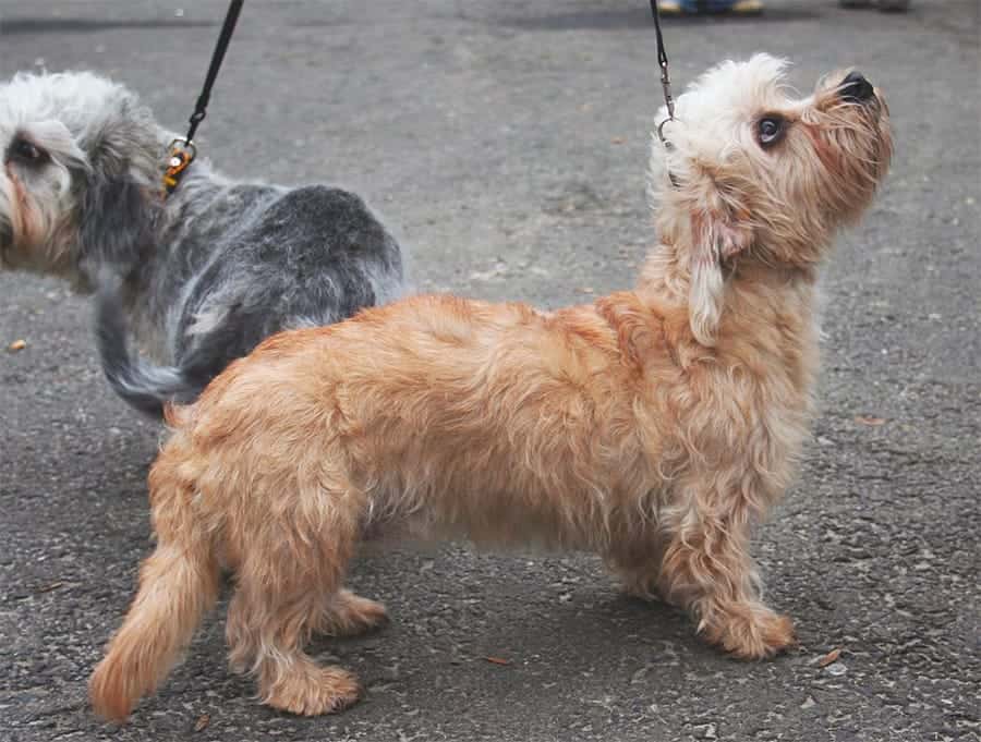 Dandie Dinmont Terrier on leash