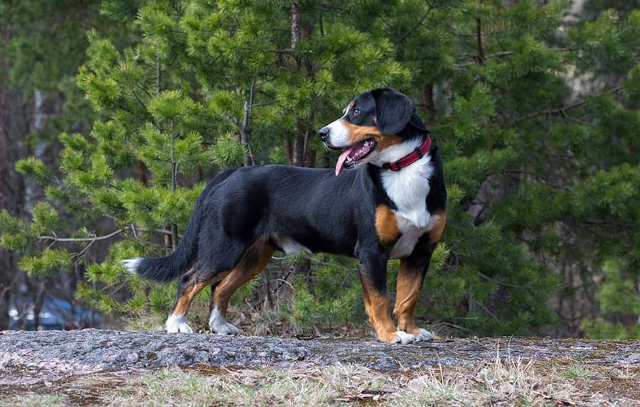 Entlebucher Mountain Dog in the woods