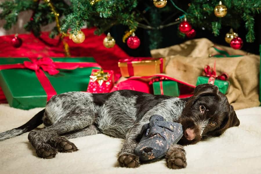 German Wirehaired Pointer puppy laying by a Christmas tree