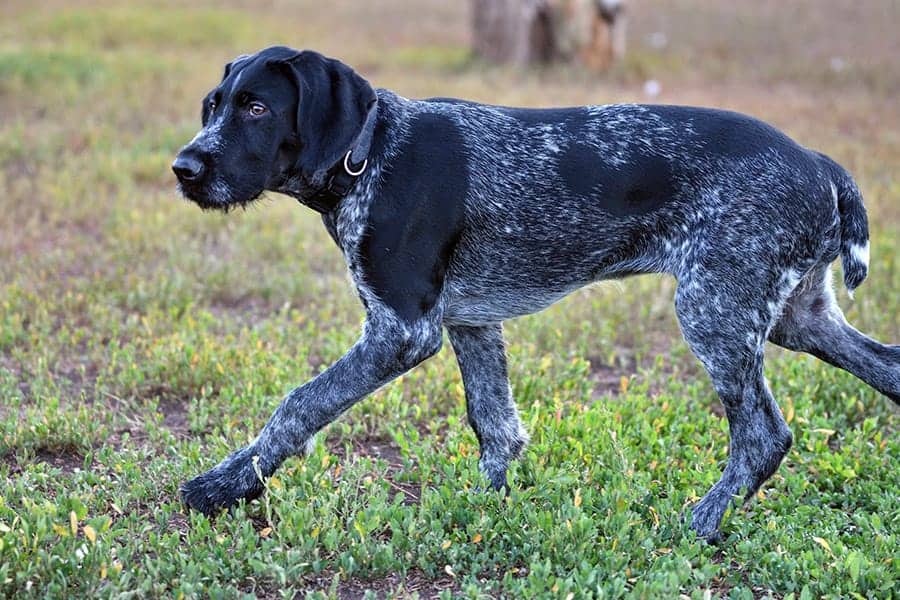 German Wirehaired Pointer walking in grass