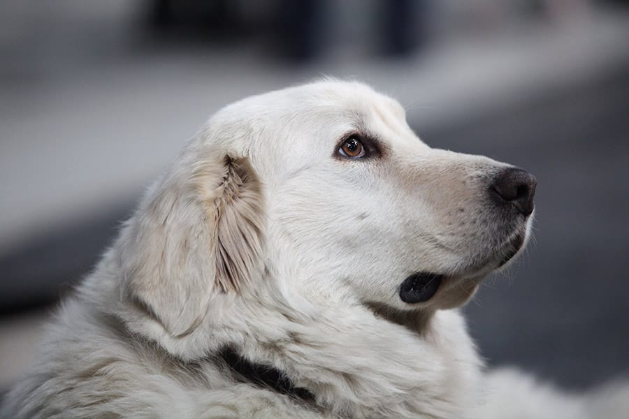 Great Pyrenees dog breed face