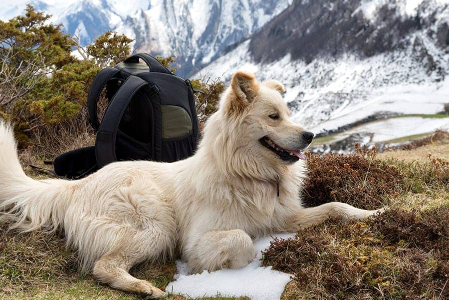 Great Pyrenees in the mountains