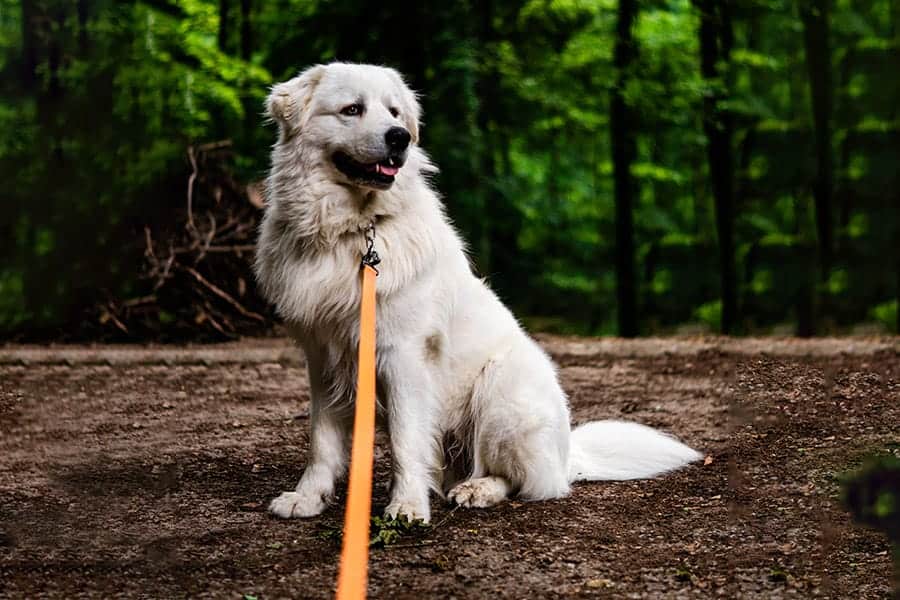 Kuvasz dog sitting in the woods