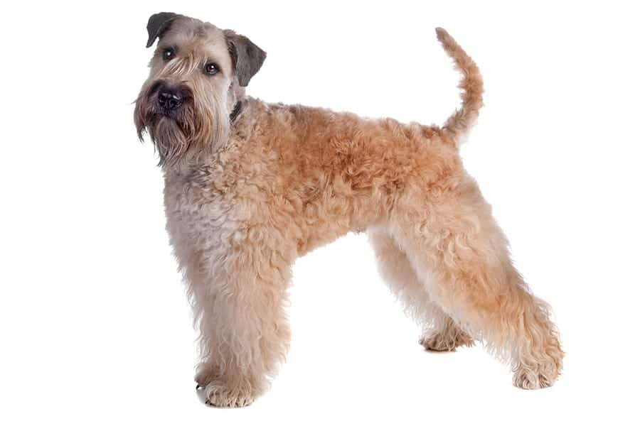 Soft Coated Wheaten Terrier standing on white background