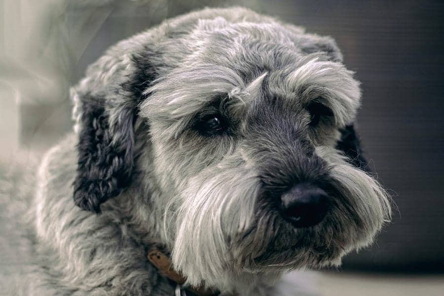 Soft Coated Wheaten Terrier close up of face