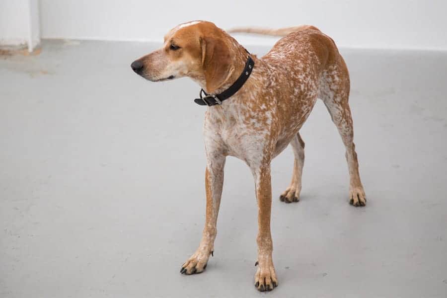 American English Coonhound standing