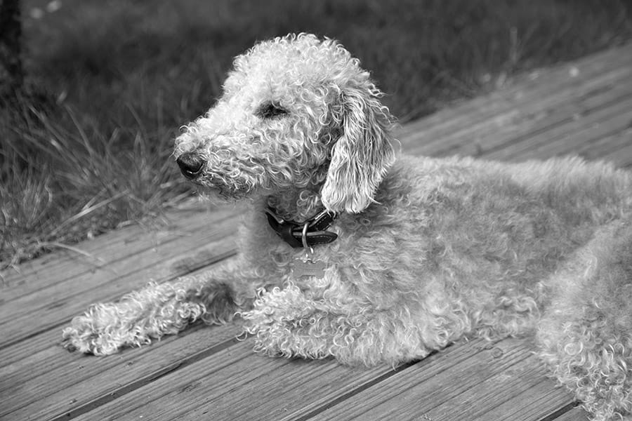 Bedlington Terrier laying down