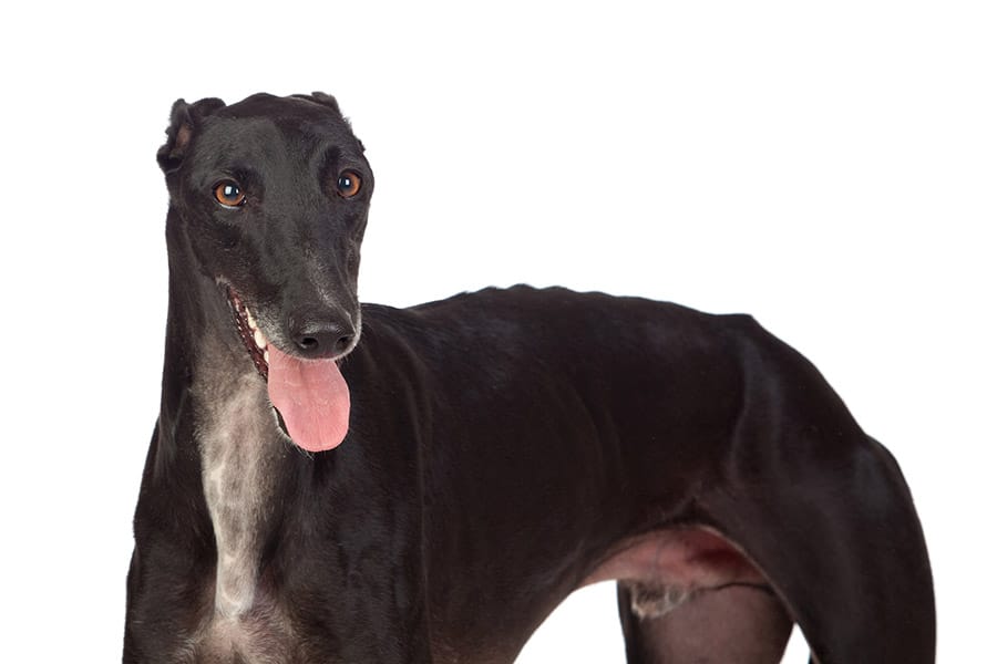 black greyhound dog breed