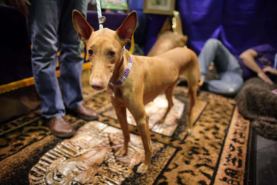 pharoah hound dog standing on carpet