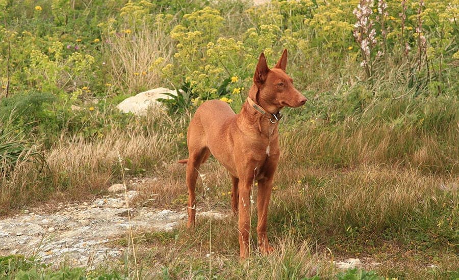 pharoah hound dog standing in a field