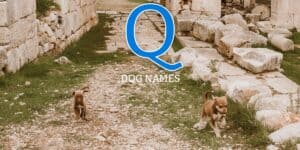 dog names that start with q