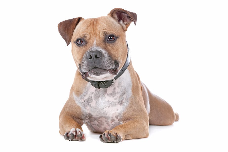 brown staffordshire bull terrier