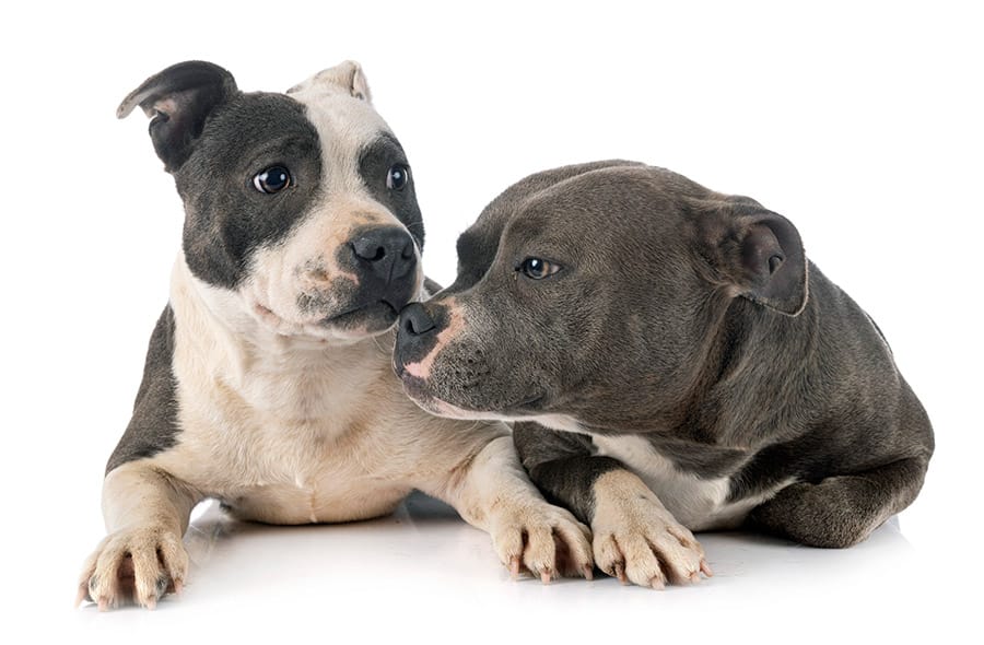 pair of staffordshire bull terriers