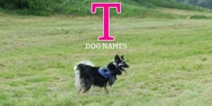 dog names that start with t