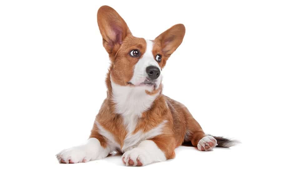 Cardigan Welsh Corgi laying on white background