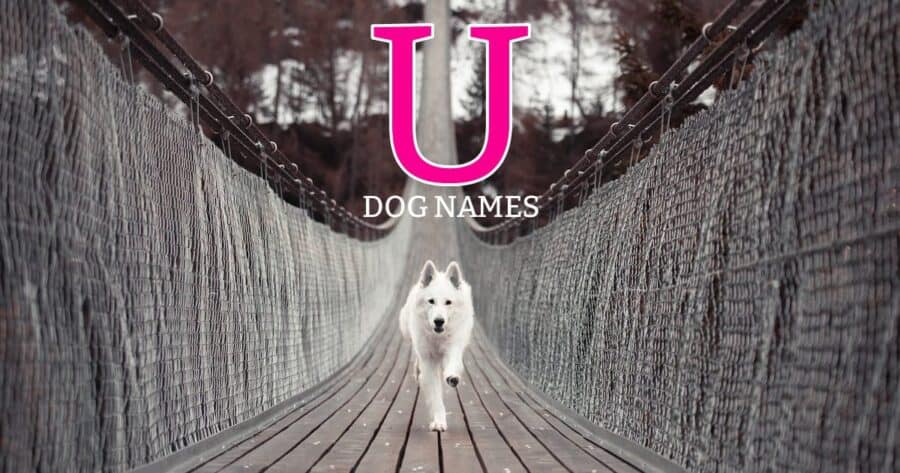 U dog names - dog running on bridge