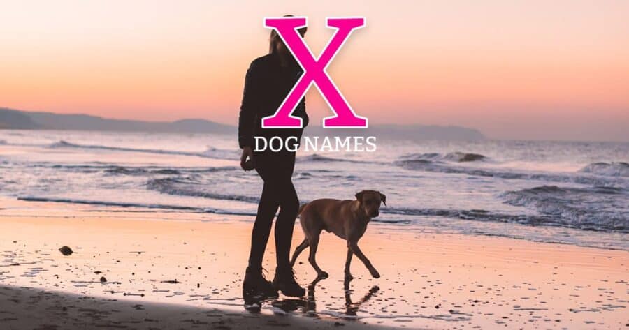 dog names that start with x