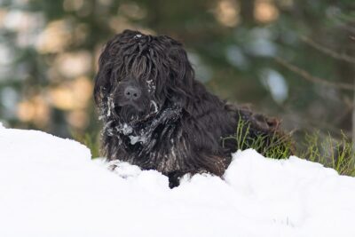 bergamasco sheepdog in snow