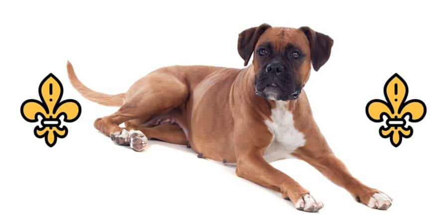 cajun dog names boxer breed