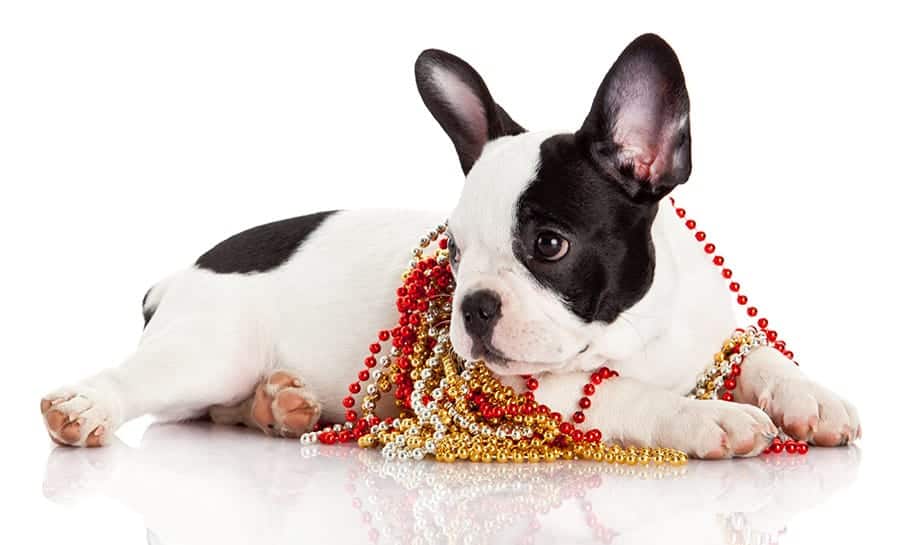 dog wearing beads