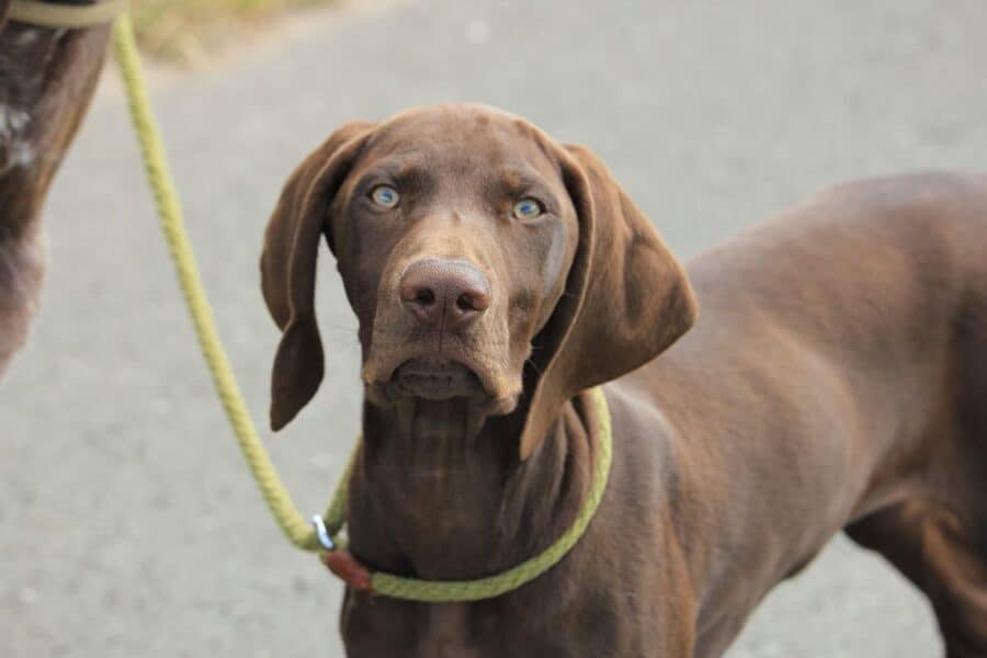 brown German Shorthaired Pointer on leash