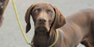 brown German Shorthaired pointer on leash