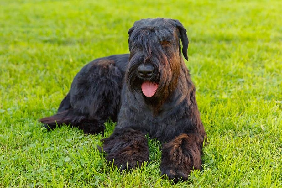 giant schnauzer laying in the grass