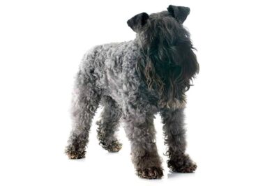 kerry blue terrier on white background