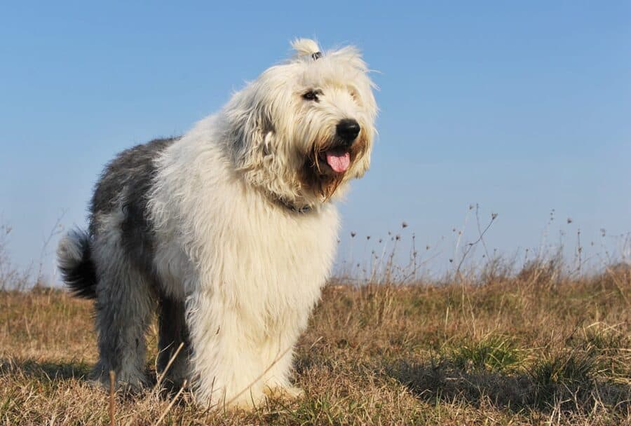 old english sheepdog breed