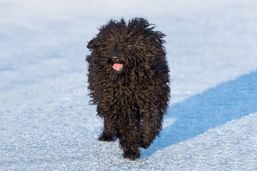 Puli dog breed running in the snow