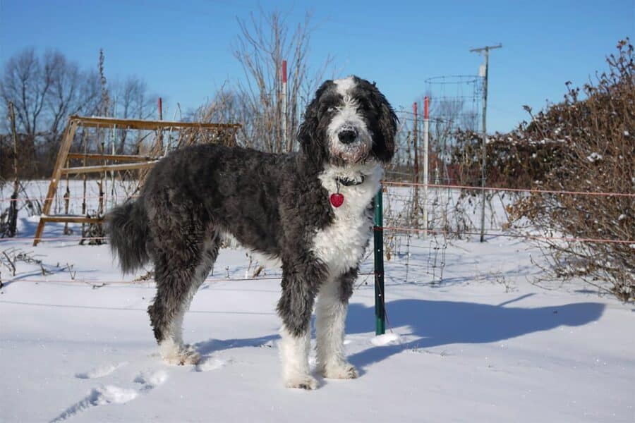 black and white aussiedoodle in the snow