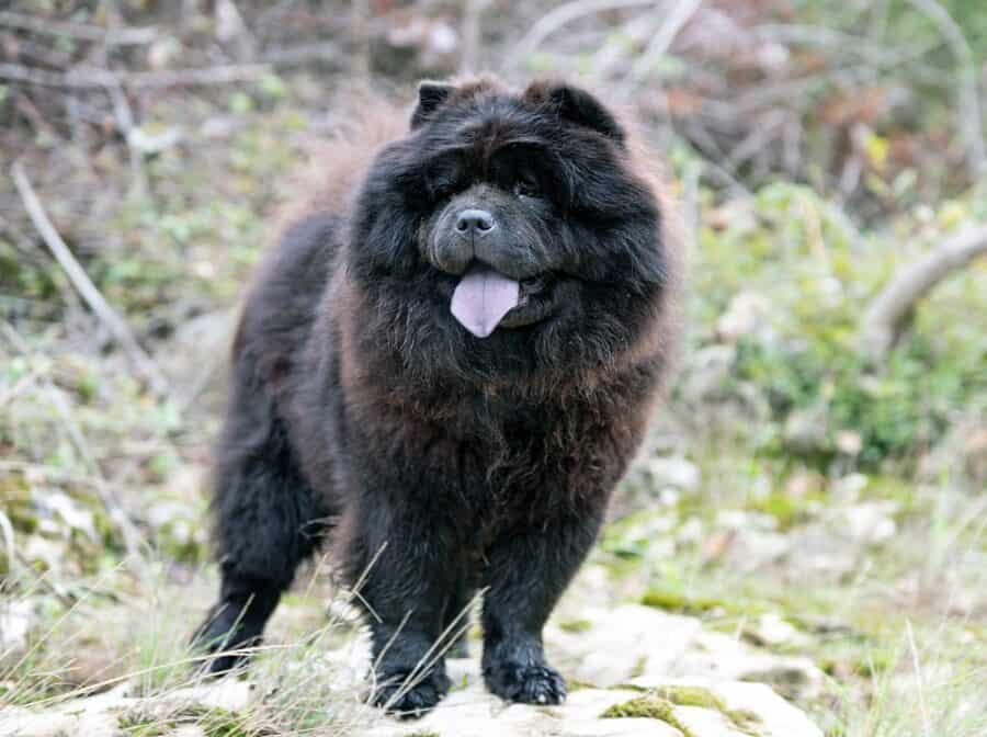 black chow chow dog