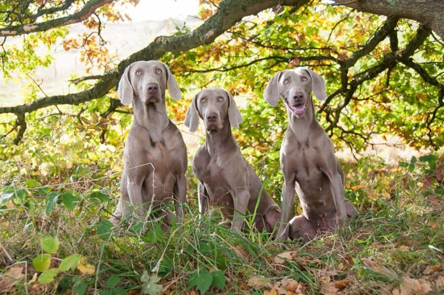 three weimaraner dogs sitting in the woods