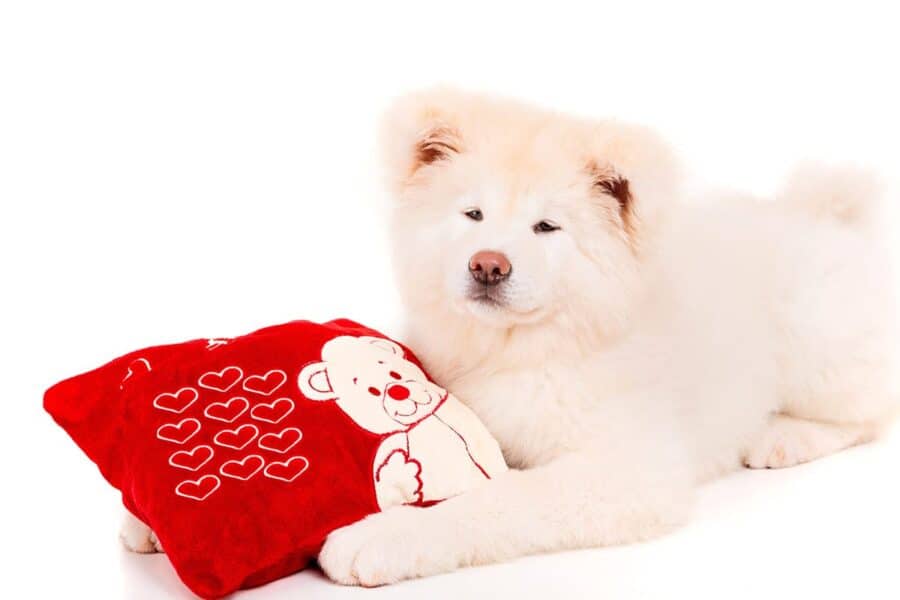 Akita dog breed puppy with red pillow