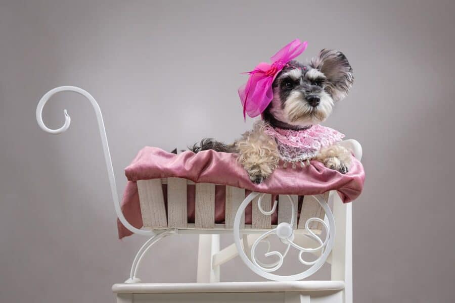 old lady dog schnauzer with hat