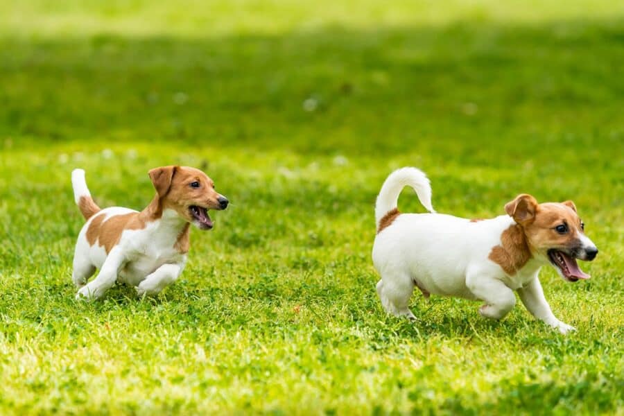 Jack Russell Terrier puppies running in the grass