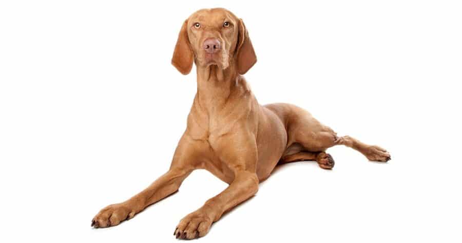 vizsla dog laying down